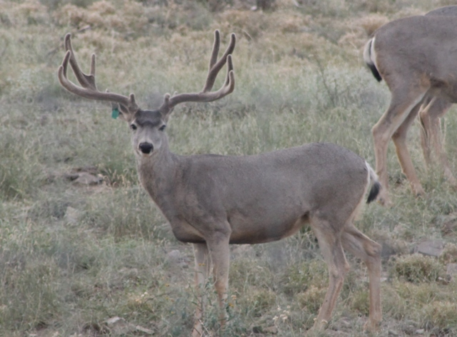 2013-mule-deer-breeder-at-3-gr-48