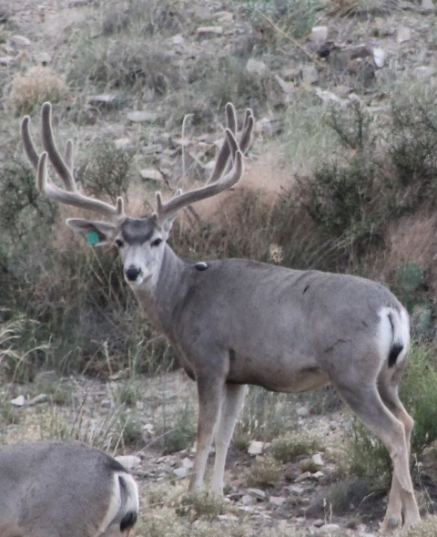 2013-mule-deer-breeder-at-3yr-gr50