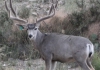 2013-mule-deer-breeder-at-3yr-gr50