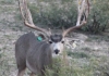 2014-el-capitan-ii-hard-antler-ii