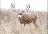 shot-guns-sire-billy-233-at-5yr