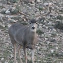 El Capitan III at 2 years old.