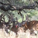 Whitetail Breeder