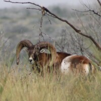 A ram with large curved horns lies in tall grass, partially obscured by dry branches and foliage.