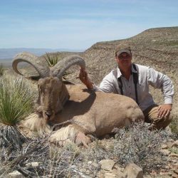 A person kneels beside a large, horned wild sheep lying on rocky terrain in a dry, mountainous landscape.