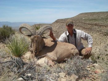 A person kneels beside a large, horned wild sheep lying on rocky terrain in a dry, mountainous landscape.