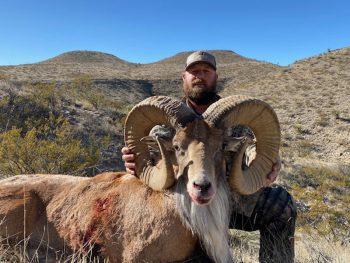 A man kneels in dry, hilly terrain while holding the horns of a large, dead ram lying on the ground.